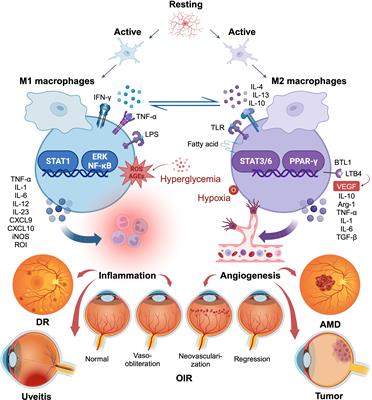 Macrophage/microglia polarization for the treatment of diabetic retinopathy